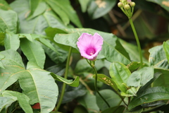Ipomoea mauritiana