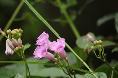 Ipomoea mauritiana