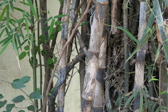 Dendrocalamus strictus