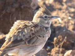 Galerida cristata riggenbachi