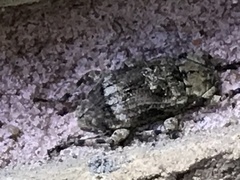 Leptostylus transversus