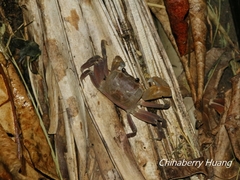 Ocypode sinensis
