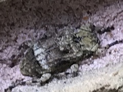 Leptostylus transversus