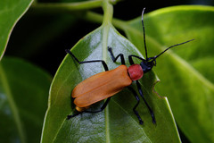 Chauliognathus faustus