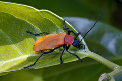 Chauliognathus faustus