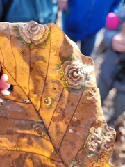 Cristulariella