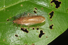 Neoblattellini