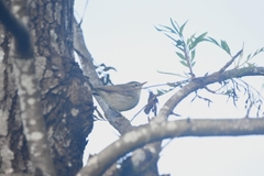 Phylloscopus trochiloides
