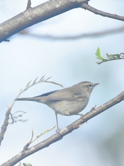 Phylloscopus trochiloides