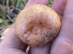 Zelleromyces cinnabarinus