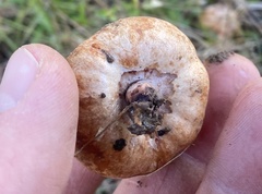 Zelleromyces cinnabarinus