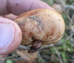 Zelleromyces cinnabarinus