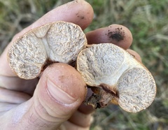 Zelleromyces cinnabarinus