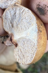 Zelleromyces cinnabarinus