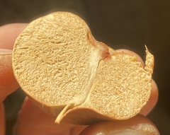 Zelleromyces cinnabarinus