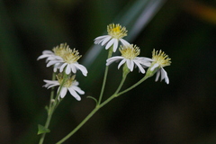 Aster panduratus