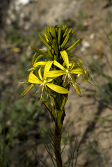 Asphodeline lutea