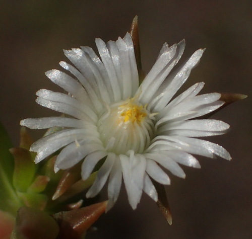 Image of Delosperma inconspicuum by (c) Nicola van Berkel, some rights reserved (CC BY-SA)
