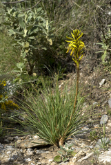 Asphodeline lutea