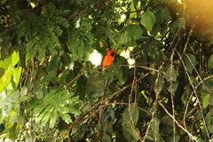 Malimbus erythrogaster