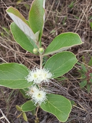 Psidium grandifolium