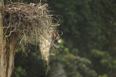 Malimbus erythrogaster