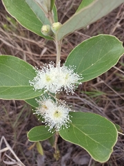 Psidium grandifolium