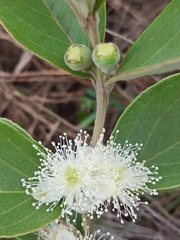 Psidium grandifolium