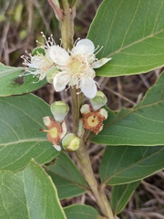 Psidium grandifolium