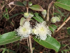 Psidium grandifolium