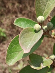 Psidium grandifolium
