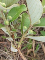 Psidium grandifolium