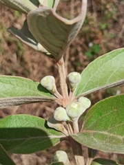 Psidium grandifolium