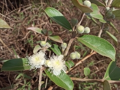 Psidium grandifolium