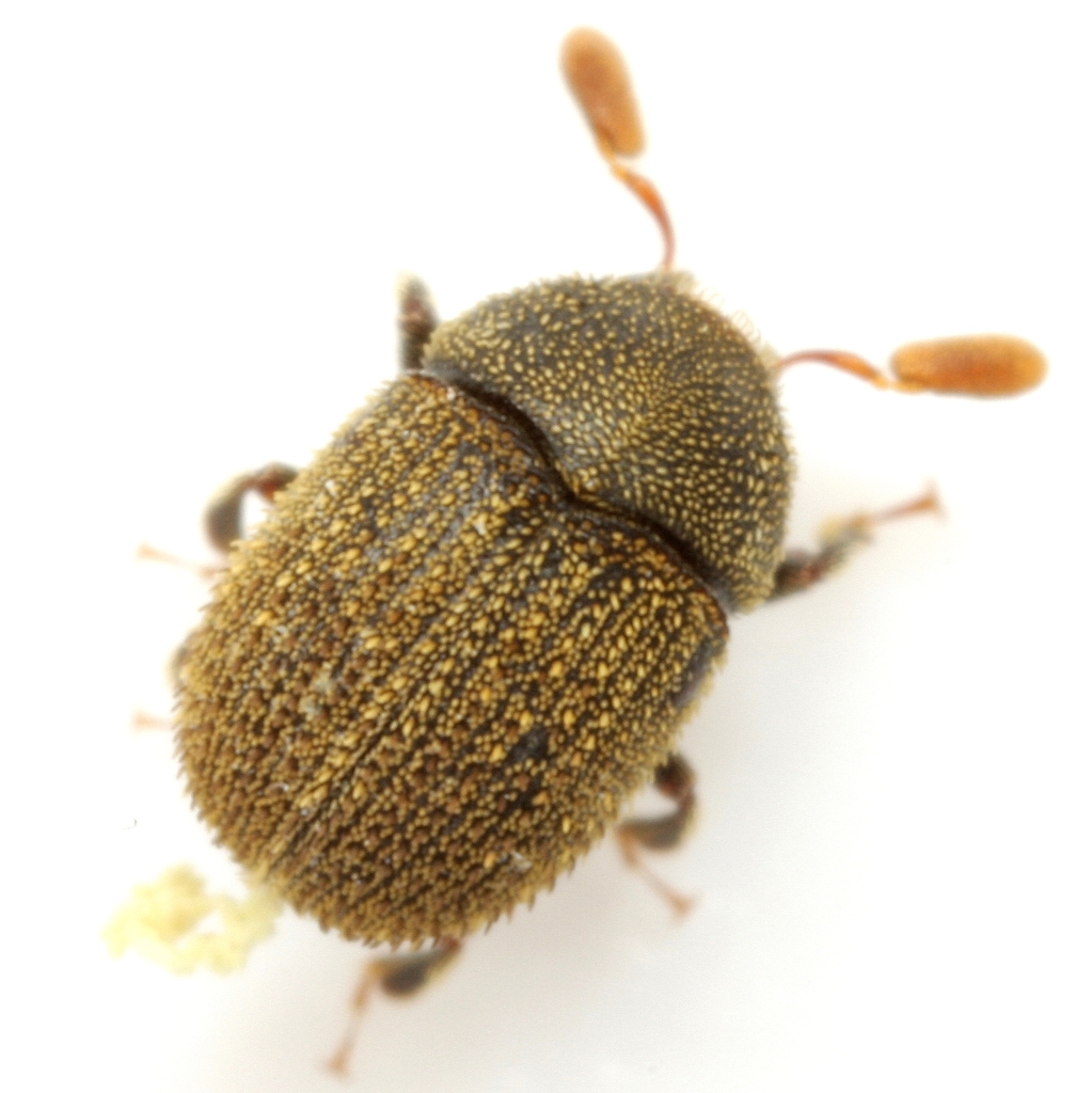 Chramesus subopacus