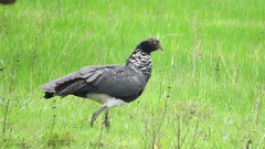 Anhima cornuta