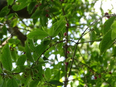 Crossopetalum