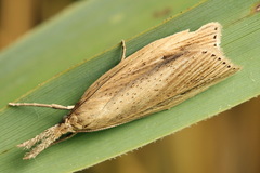 Chilo phragmitella