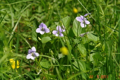 Viola nemoralis