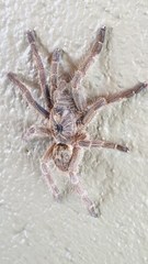 Ceratogyrus sanderi