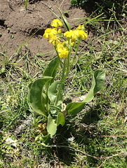 Senecio coronatus