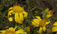 Senecio coronatus