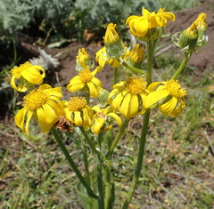 Senecio coronatus