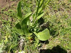 Senecio coronatus