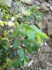 Halleria lucida