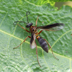 Poecilopompilus decedens