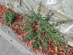 Caryopteris × clandonensis