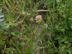 Trifolium glomeratum