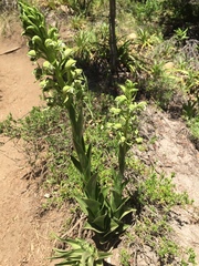Chloraea cylindrostachya
