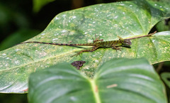 Anolis ventrimaculatus